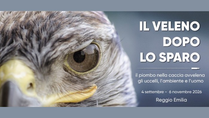 Mostra / Il veleno dopo lo sparo